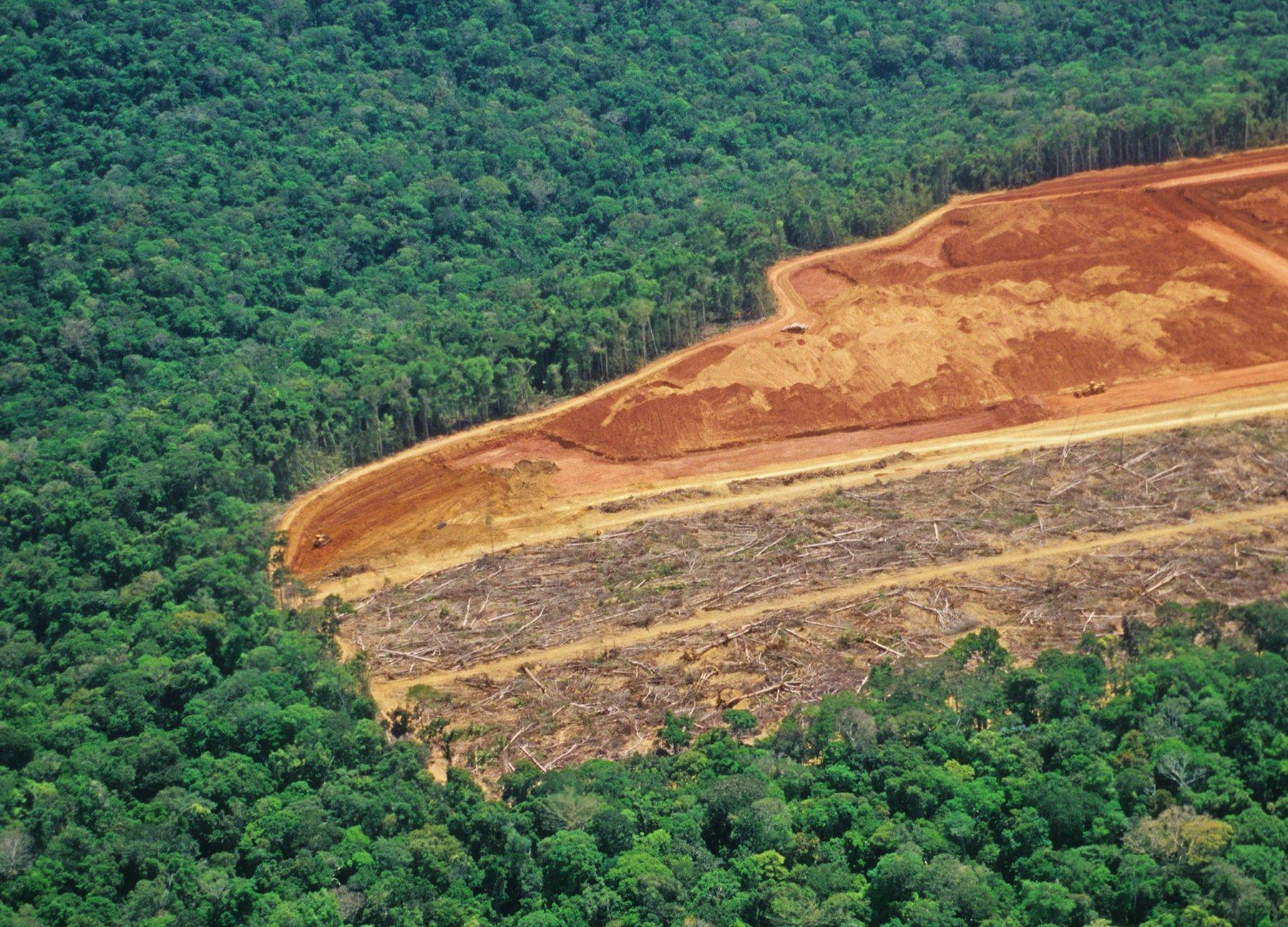 deforestasi