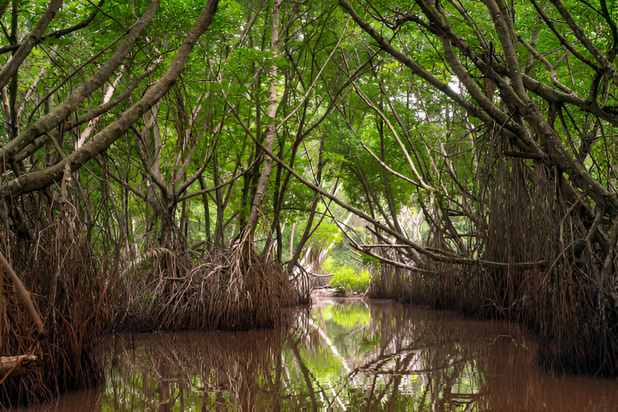 mangrove