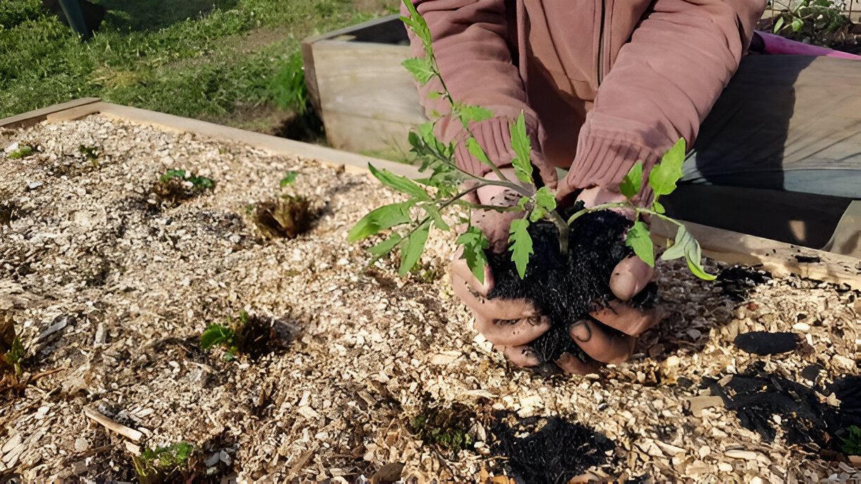 biochar
