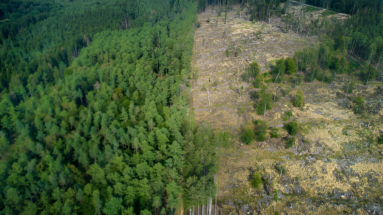 deforestasi